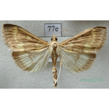 Ostrinia nubilalis (Hübner, 1796) Omacnica prosowianka Slovakia77e